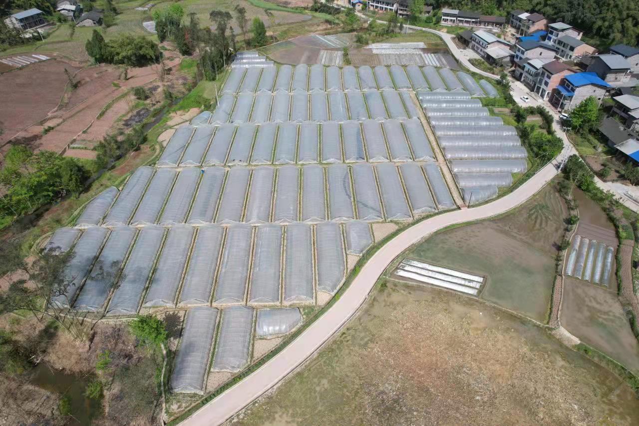 庞各庄西瓜种植基地航拍图