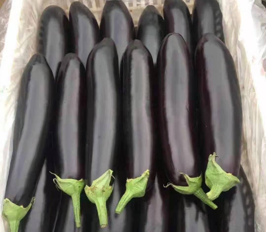 新鲜采摘的线茄果实堆叠特写