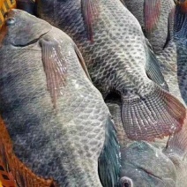 长期出海南罗非鱼