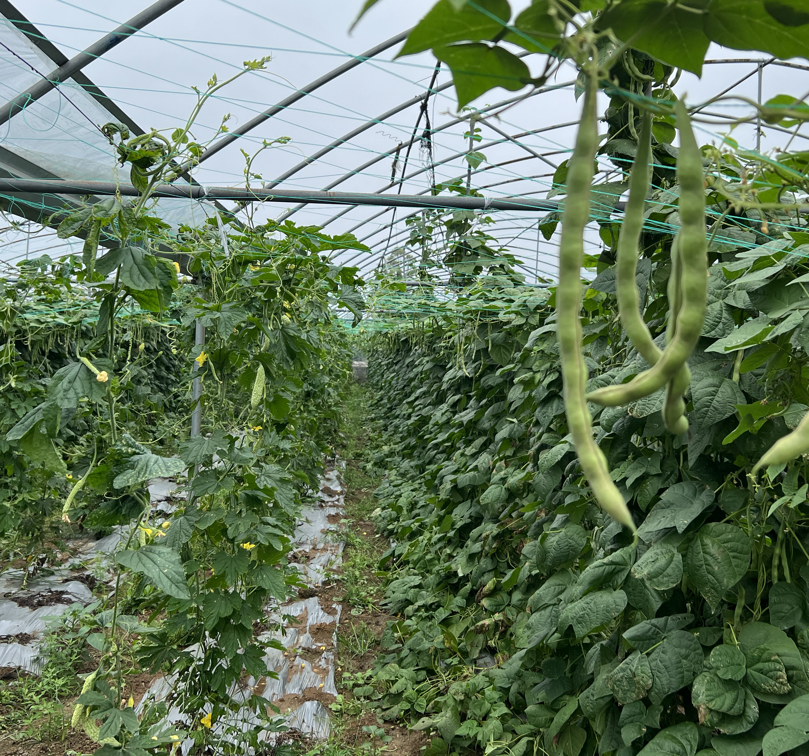 白扁豆植株与豆荚特写