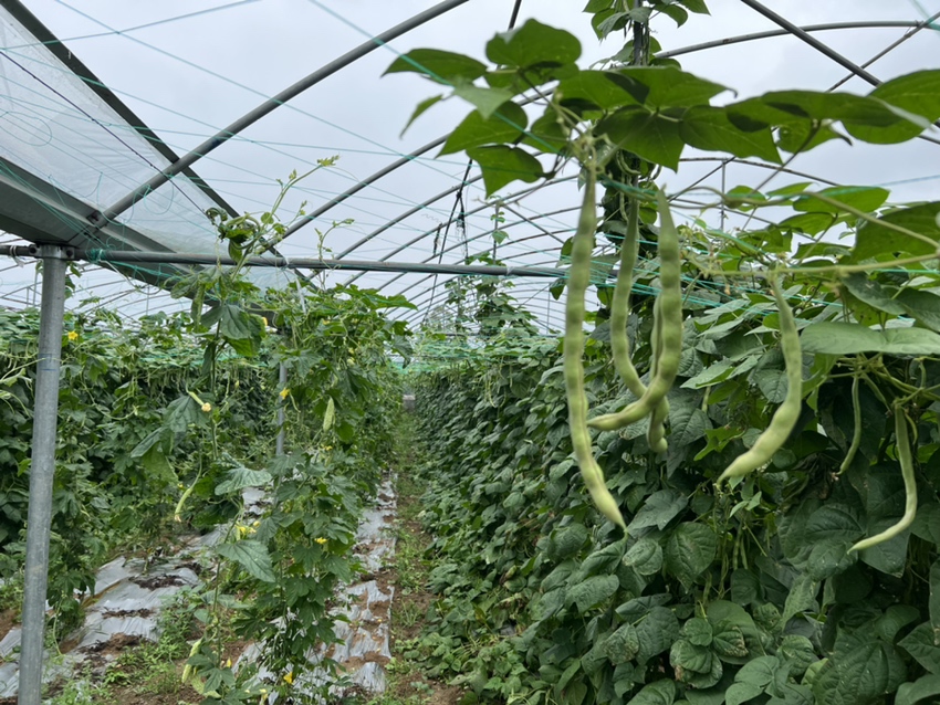 白扁豆种植田实景：初夏时节绿意盎然的白扁豆藤蔓攀爬于竹架上，枝叶繁茂，可见成串垂挂的浅绿色扁荚，部分已显乳白色种子轮廓