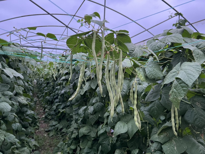 白扁豆植株整体形态