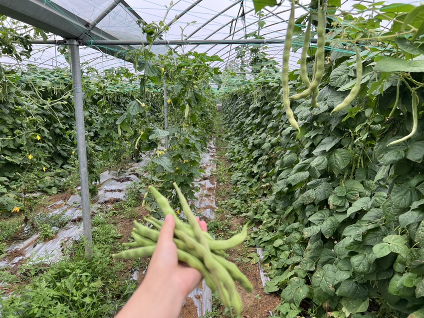 黑眉白扁豆田间生长实景