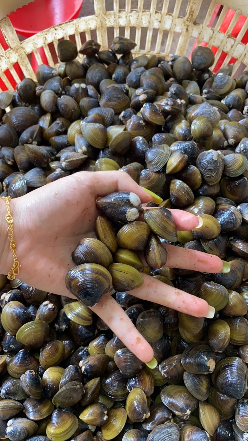 [蛤蜊批发]广西北海海城区蛤蜊 6.00元/斤黄沙蚬 大 _ 一亩田