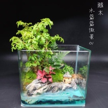 夏日清爽主推水蓝蓝微景01～/盆6盆/箱
