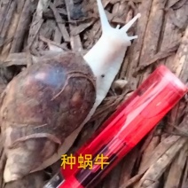 急出白玉蜗牛种蜗牛