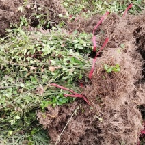 小叶扶芳藤胡芳藤爬藤绿化苗植物青叶蔓四季长青不落叶护坡