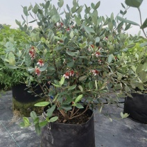 菲油果树苗新西兰大果斐济果苗盆栽阳台庭院地栽果树常绿植物
