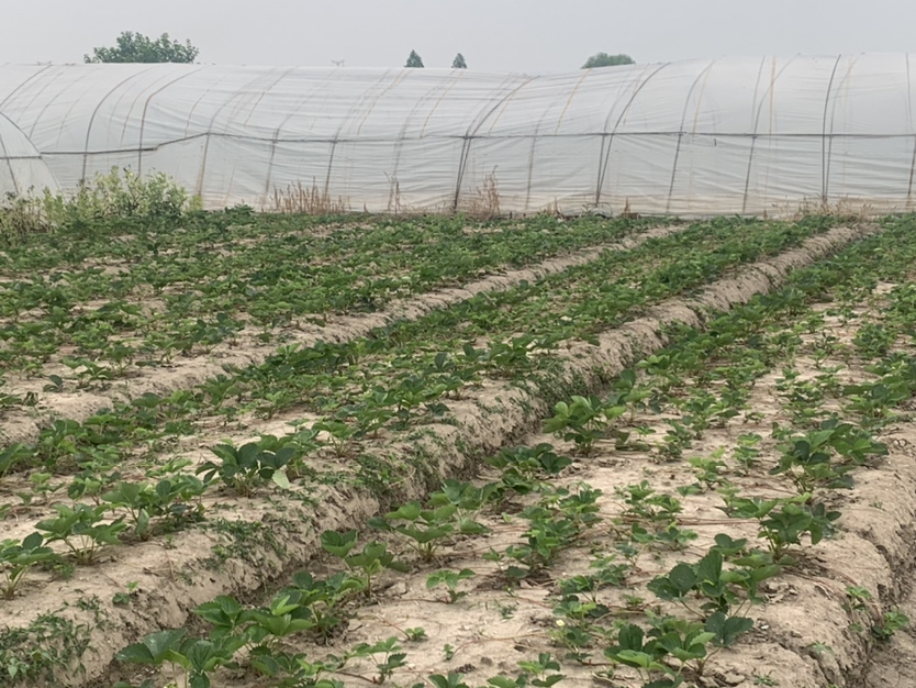 草莓种植园航拍图