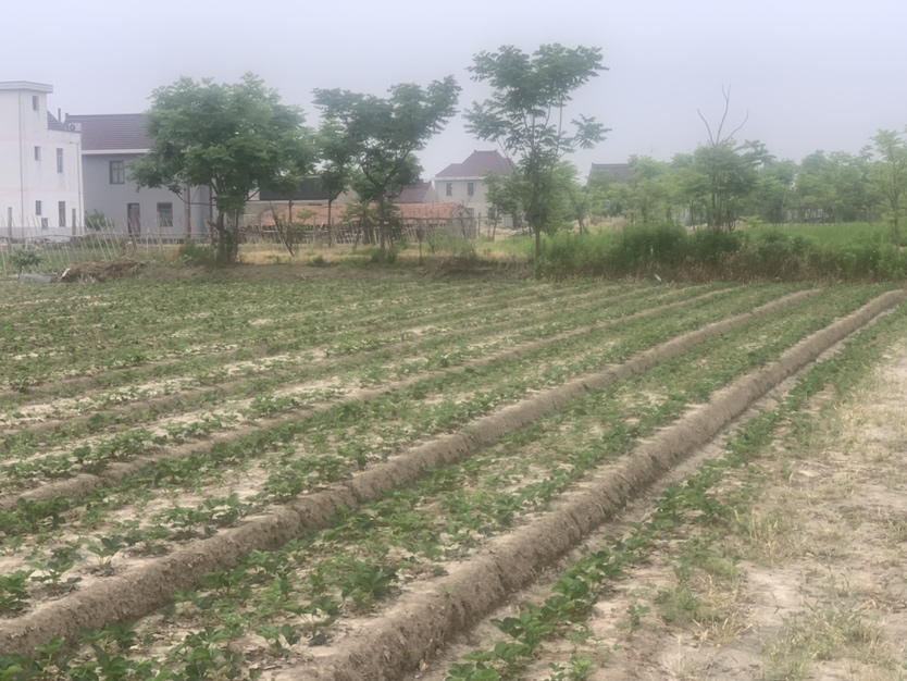 草莓疏果操作示范