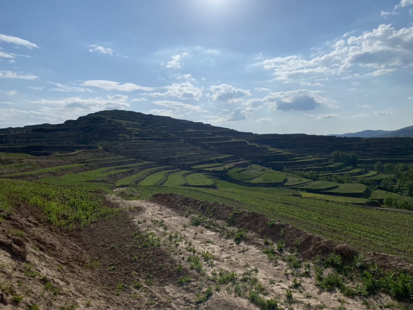 青川山区蚕豆种植田