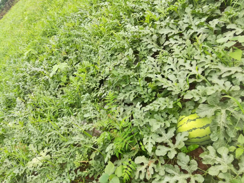 金花西瓜生长在藤蔓中的自然场景