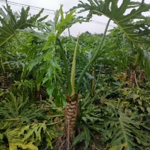 龙鳞春羽