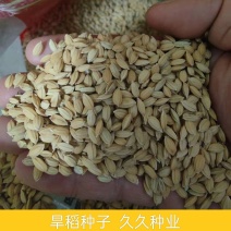 高产旱稻种子抗旱抗病抗倒香米珍珠米种籽圆粒长粒