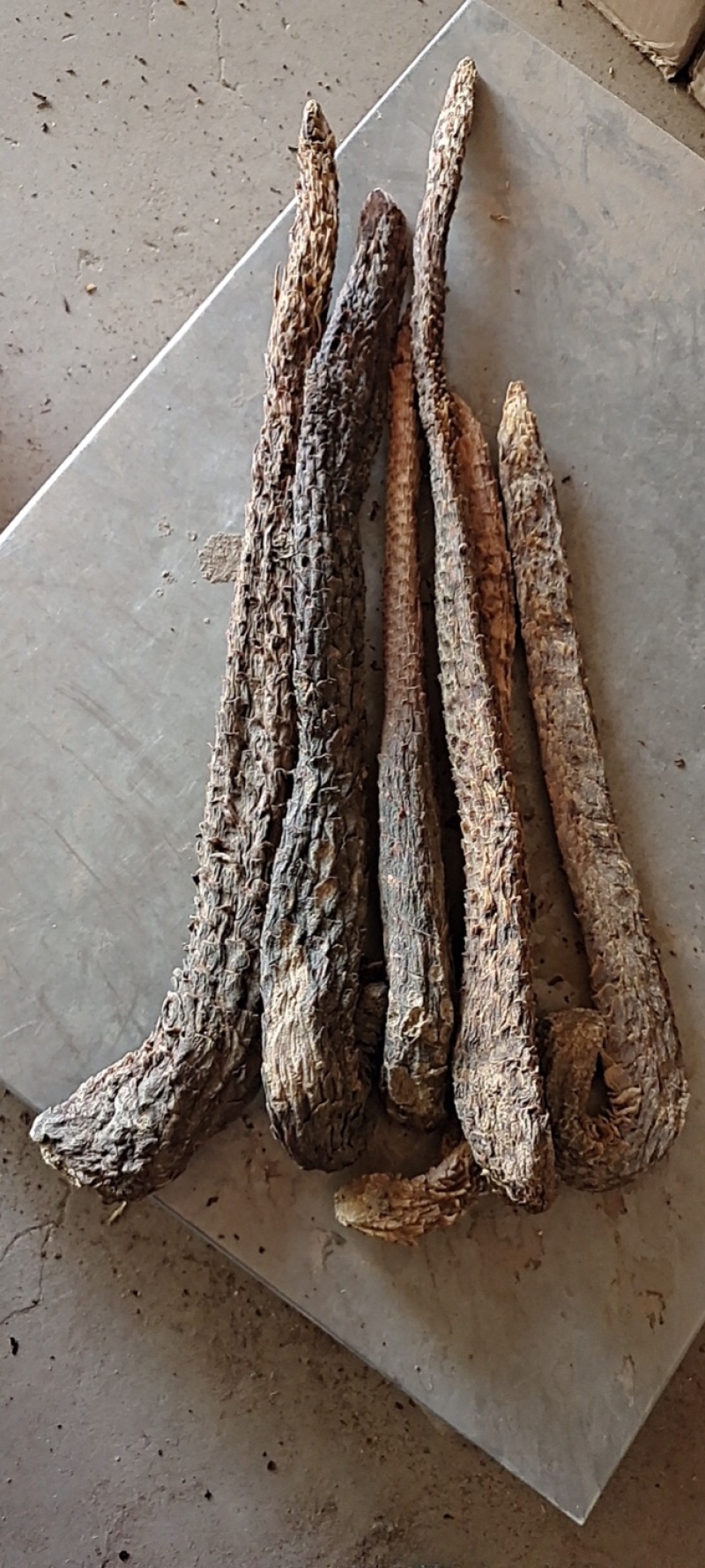 甘肃锁阳肉苁蓉