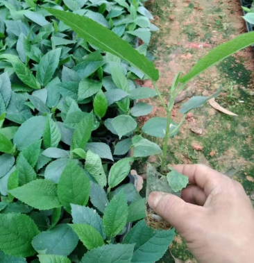 [五指毛桃种苗批发]正宗广西靓五指毛桃种苗10公分 轻基质穴杯发货