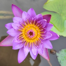 睡莲、红、黄、白、紫等、耐低温、大量供应