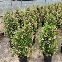 1加仑塔状木槿花一箱12盆花苞非常多实物实拍图基地直发的