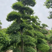 榔榆造型自己苗圃货源无中介价格便宜