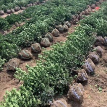 卫矛球胶东卫矛爬行卫矛大小规格均有量大