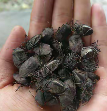 [九香虫批发]打屁虫价格50.00元/斤 - 一亩田