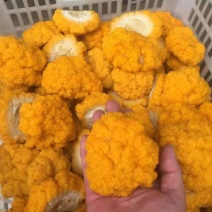 人工桑黄种植，桑黄菌包，金饵菌包