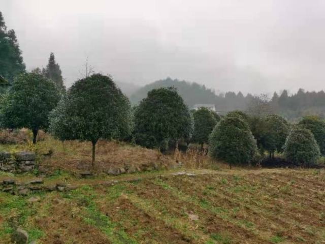 无人机航拍视角下的八月桂规模化种植基地,占地约50亩,呈网格化布局,植株间距均匀,整体呈现深绿色林相,部分区域可见橙黄色花簇点缀其间;田间设有灌溉系统与采收通道,远处有工人正在手工采摘桂花,展现现代化农业管理场景 八月桂种植基地航拍图