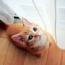 自家繁殖的小橘猫，价格合适，会抓老鼠，聪明可爱。