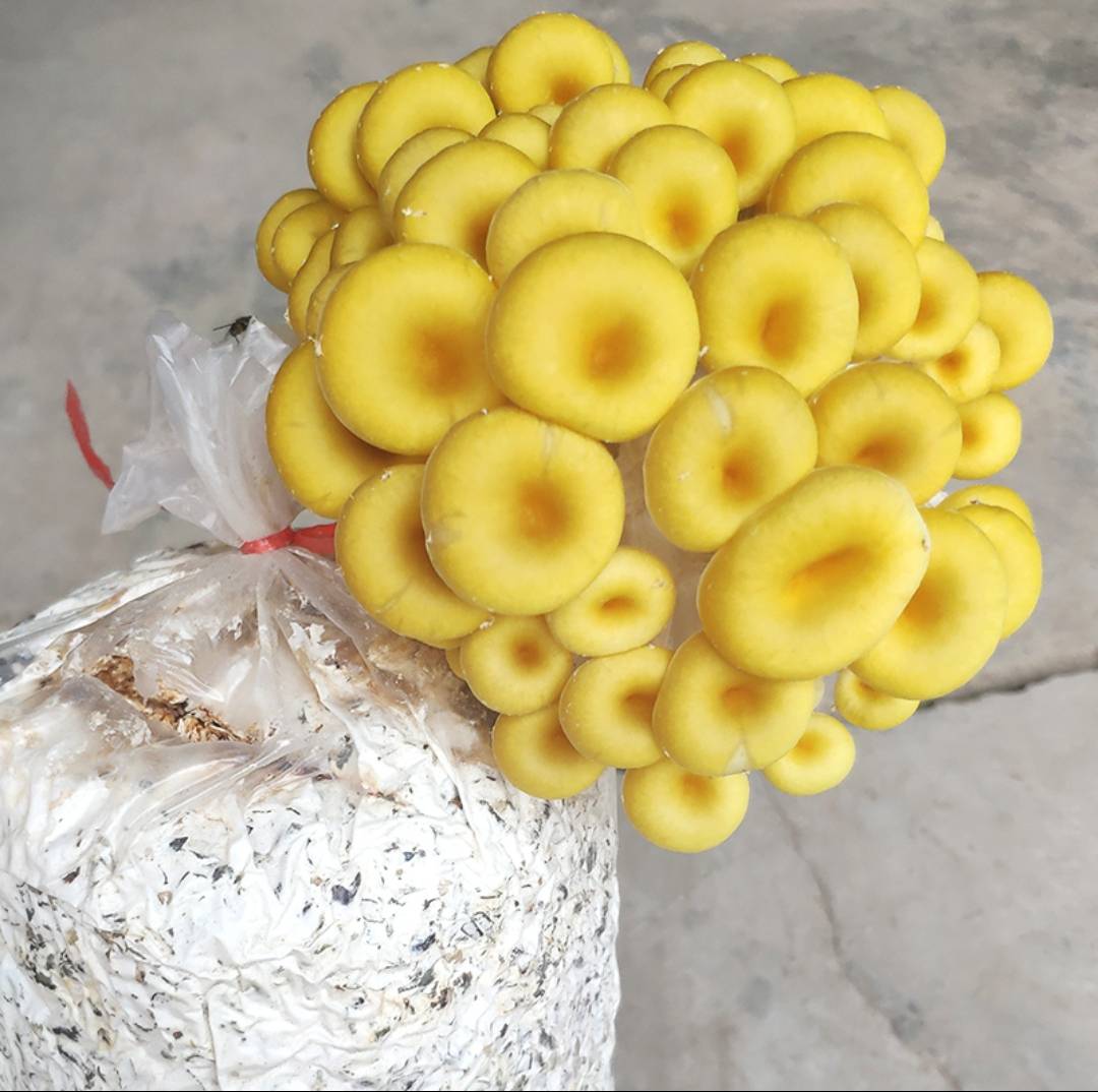 黄平菇在林间自然生长的特写,展示其金黄色的菌盖和白色菌褶 黄平菇的自然生长场景