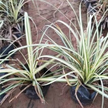 花镜植物埃弗里斯特苔草盆栽室外庭院多年生宿根耐寒常绿