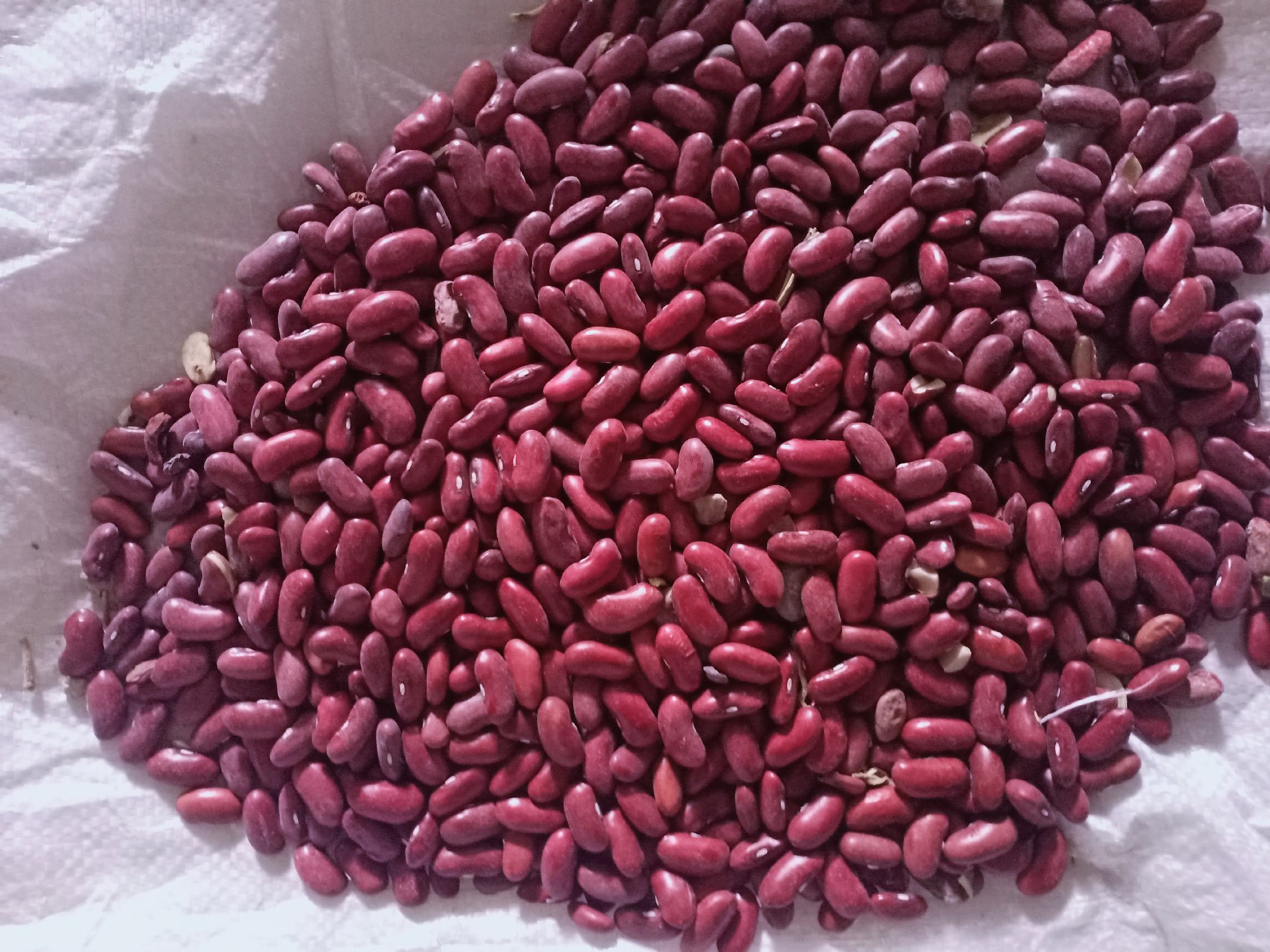 图片说明:蚕豆与红薯蒸制后的成品图,颜色自然,适合健康饮食 蚕豆与红薯的蒸制搭配图