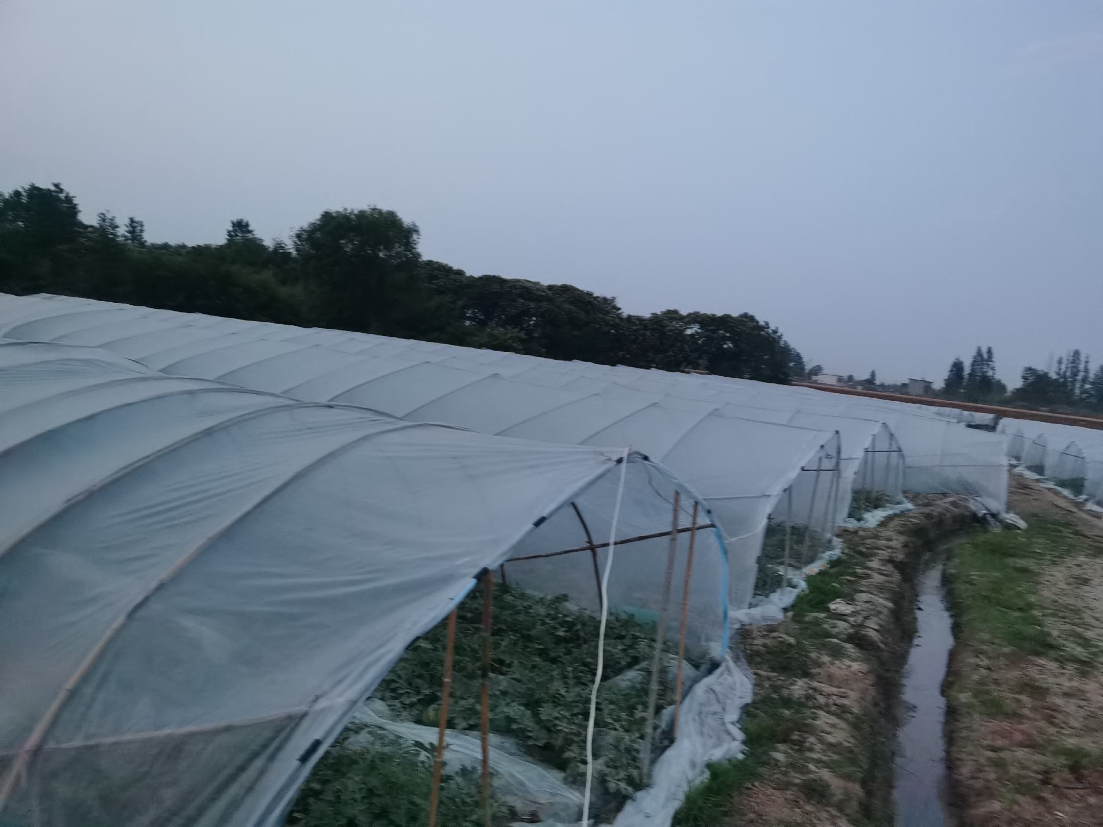 东台市弶港镇麒麟西瓜标准化种植基地航拍图