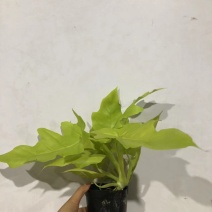 春雨（黄金春雨）基地直销观叶绿植盆栽全国一件代发物美价廉