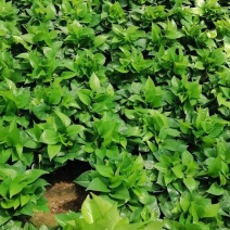 绿萝（绿萝）基地直销精品观叶老植盆栽全国一件代发物美价廉