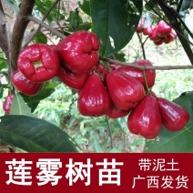 嫁接莲雾果树苗黑金刚莲雾苗大叶红带土带叶发广西发货果树苗