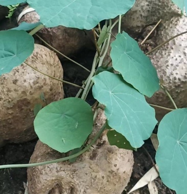 [千金藤批发]头花千金藤,盘花地不容,千金藤特大苗种植才赶得上价格