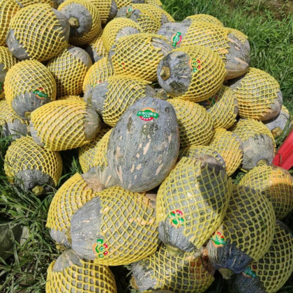 天津qq南瓜产地行情