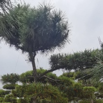 莱芜造型松基地桃李园林出品
