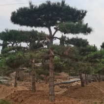 地径15工程苗高度2米到5米