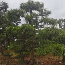 莱芜造型黑松是兄弟就来砍我！