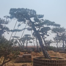 精品造型油松