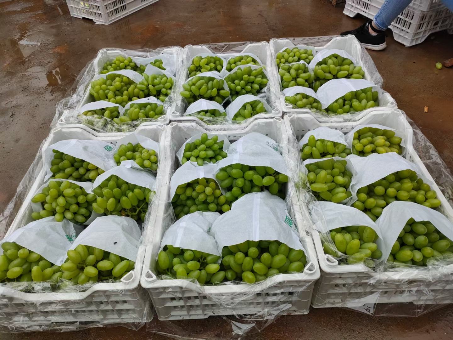 一座现代化的智利葡萄包装工厂内部场景,工人正在操作光学分选机对青提进行大小、颜色和瑕疵检测,传送带上的透明盒装青提整齐排列,背景可见冷藏集装箱正在装载,墙上标有‘GlobalG.A.P. Certified’标识 现代化葡萄分拣包装线