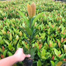 大量龙船花3⃣️斤袋出售
