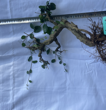 [九里香批发]海南博兰盆景下山桩老桩稀有品种千年寿星产地直发一桩一