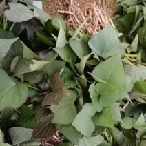 西瓜红红薯苗，拔苗，高剪苗，大田苗，各种品种薯苗