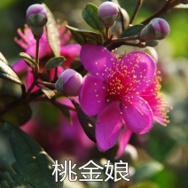 正宗桃金娘树苗山捻子苗乌稔多尼小种苗盆景地栽室内阳台庭院