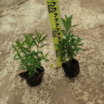 千屈菜各种水生植物基地大量现货供应，欢迎各位客户咨询