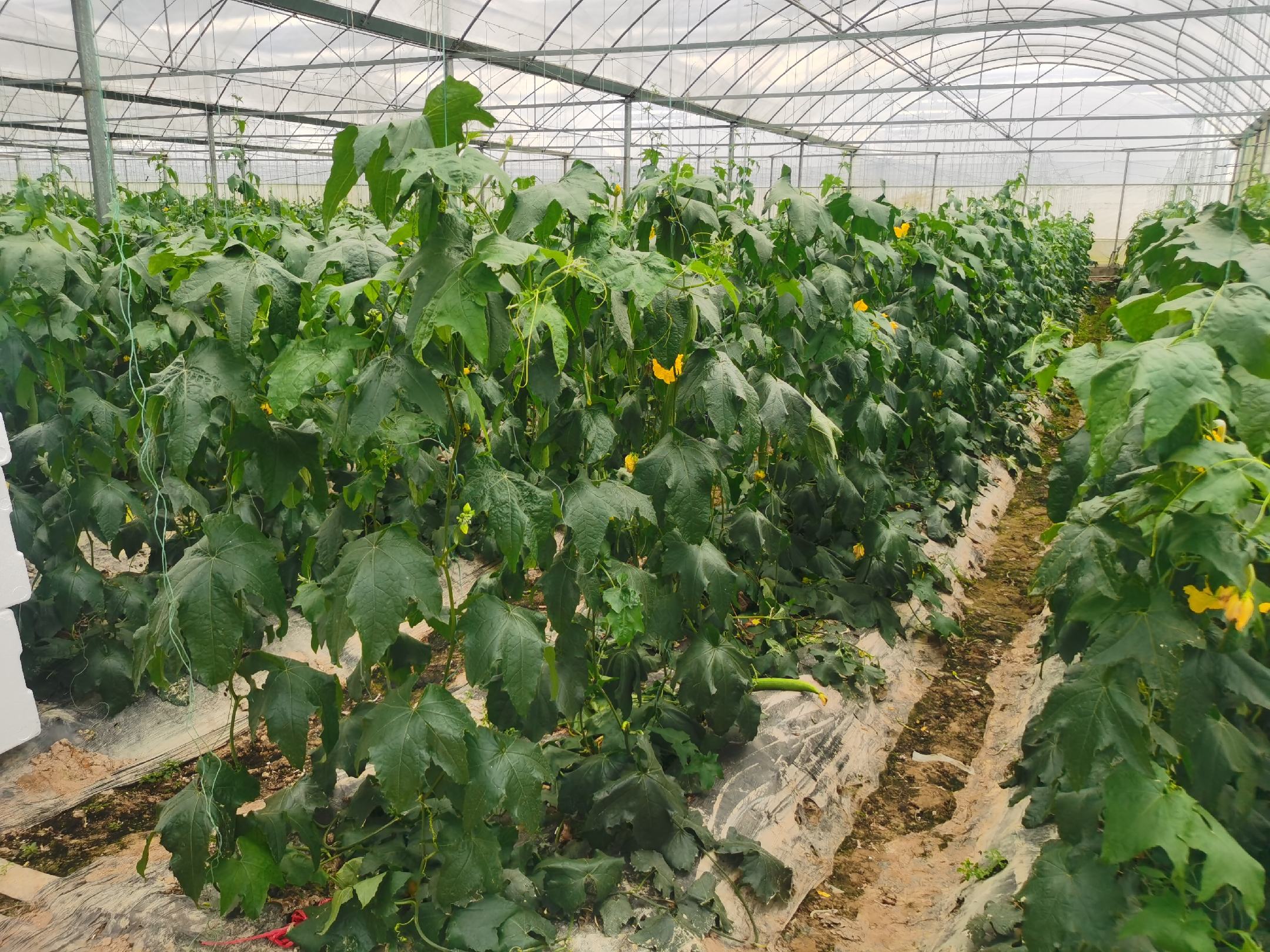 现代化温室内的丝瓜种植
