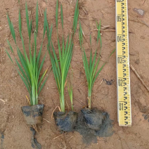 香蒲各种水生植物基地大量现货供应，欢迎各位客户咨询