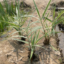 花叶芦竹芦竹各种水生植物基地大量现货供应，欢迎咨询